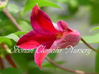 �Ó�̃N���}�`�X - �v�����Z�X�_�C�A�i
